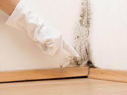 Best Mold Damage Restoration  in Woodbury, NY